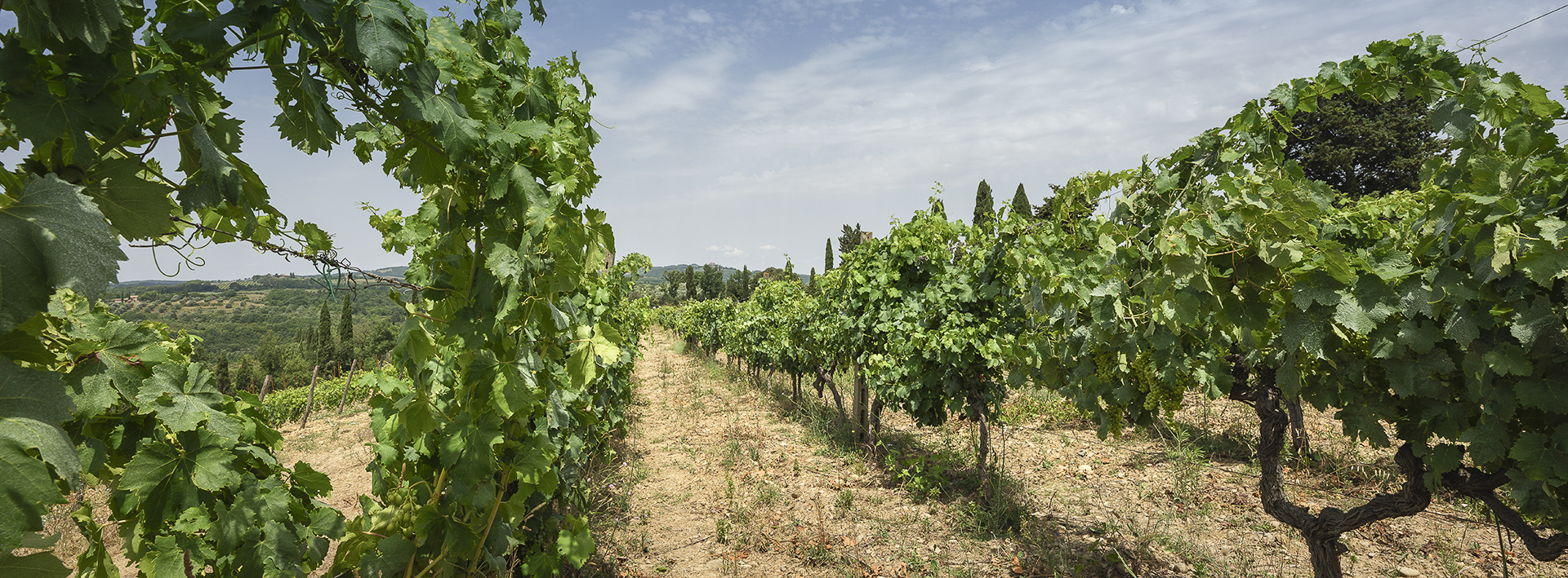 Sięgnij po kieliszek wina lub skosztuj naszej oliwy – oba powstają tu, na miejscu